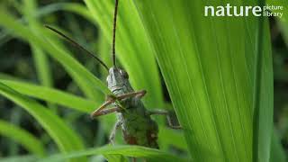 Field Grasshopper feeding on grass blade Cardiff Wales UK August [upl. by Nyvlem]