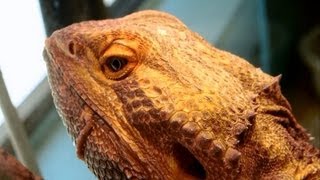 Central Bearded Dragon Pogona vitticeps San Bernardino Natural History Museum [upl. by Gonroff346]