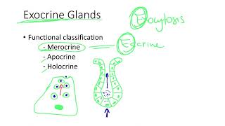 Dr Benaduce Exocrine Gland Functional Classification Tissues Lecture [upl. by Philpot244]