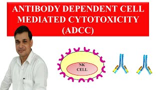 Antibody dependent cell mediated cytotoxicity Animation [upl. by Haelhsa]