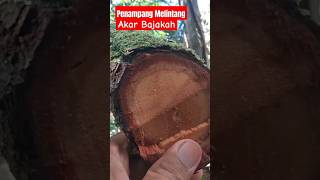 PENAMPANG MELINTANG AKAR BAJAKAH [upl. by Ayaladnot]