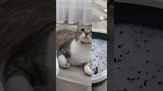 How To Reuse Crystal Cat Litter [upl. by Iams]