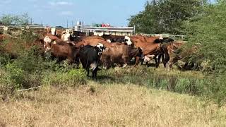 F1 Braford Cows bred to Thomas Ranch Charolais Bulls [upl. by Sayles545]