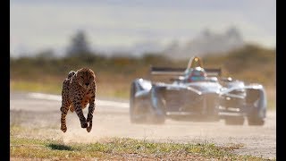 Drag Race Formula E Car vs Cheetah [upl. by Lenad237]