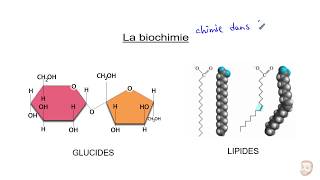 Biochimie  Les glucides et les lipides [upl. by Hacker333]