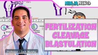 Embryology  Fertilization Cleavage Blastulation [upl. by Osana586]