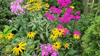 The Perennial That Brightened Up My Summer Garden  Garden Phlox [upl. by Aiuqes]