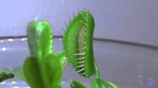 Venus Fly Trap Eating Compilation [upl. by Darline919]