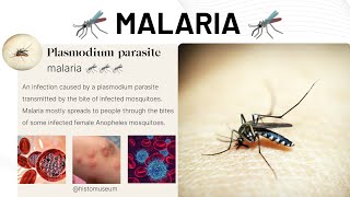 Malaria 🦟🦟🦟 malaria satisfying lab [upl. by Synn]