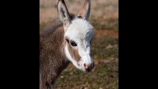 Miniature Donkey HHAA Pajama Girls Live Birth [upl. by Peddada]