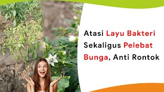 Atasi Layu Bakteri Sekaligus Pelebat Bunga Aman Tanpa Rontok Bunga [upl. by Etnuahs]