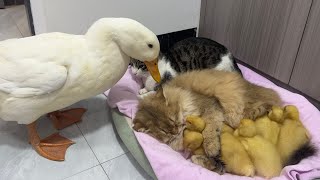 Fantastic animalsThe kitten hugs the little duck and sleeps😂Mother duck’s behavior so funny cute [upl. by Eidurt]