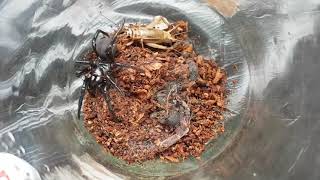 Feeding The Deadly Sydney Funnelweb Spider 5  Atrax Robustus [upl. by Germano807]