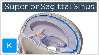 Superior sagittal sinus  Location amp function Human Anatomy  Kenhub [upl. by Blandina521]