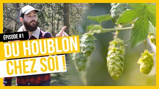 HOUBLON CULTIVER CHEZ SOI  ÉPISODE 1 [upl. by Yrotciv262]