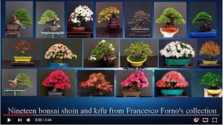 Nineteen Bonsai shoin and kifu from Francesco Fornos collection [upl. by Carrnan43]