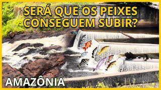 Será que os peixes conseguem subir a corredeira dessa barragem  rios amazônicos fúria da natureza [upl. by Ellienad232]