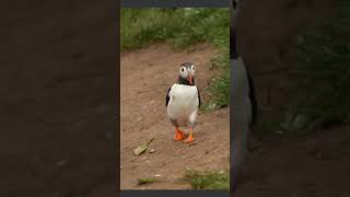 run puffin run puffins shorts cute cuteanimals [upl. by Elatsyrk]