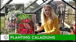 How to plant Caladiums bulbs  FarmerGracycouk [upl. by Willette]