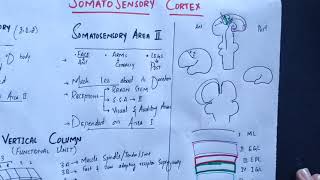 neurophysiology Chapter 48 Somatosensory cortex somatosensory association areasmedicallectures [upl. by Hedda]