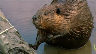 How Do Beavers Build Dams  Nature on PBS [upl. by Jany]