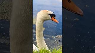 Up Close with a Swan Unveiling The Hidden Beauty  wildlife [upl. by Dnumyar]