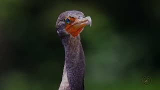 Gular fluttering of a double crested cormorant [upl. by Reeta]