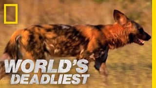 Killer Caretakers Painted Dogs  Worlds Deadliest [upl. by Ariday947]