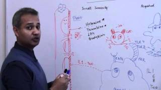 Immunology Neutrophil Lecture 3 Part 13 [upl. by Enneles]