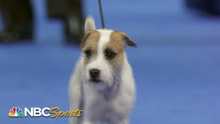 National Dog Show 2023 Terrier Group Full Judging  NBC Sports [upl. by Vivienne29]