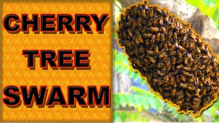 Cherry Tree Swarm beeremoval livebeeremoval trinidad [upl. by Dnomed]