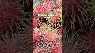 RAMBUTAN🪅 fruit food farming [upl. by Catarina]