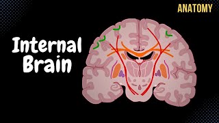 Internal Cerebrum Association Commissural Projection Fibers Basal Ganglion [upl. by Helbonia795]