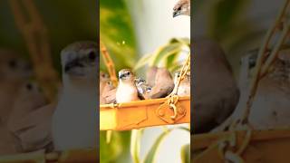 Silverbill birdsplanet birdbeauty inhouse birds birdwatching birdslover nature meerut [upl. by Innad]