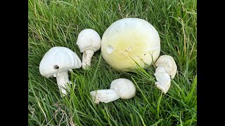 The Complexities of Agaricus [upl. by Edvard]