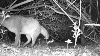 FoX🦊in South Florida crittercam fox wildlife [upl. by Mozza929]