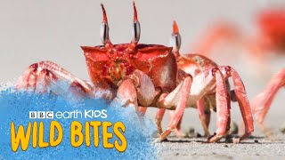 Crabs Can Lay ONE HUNDRED THOUSAND Eggs At A Time  Wild Bites  BBC Earth Kids [upl. by Dambro]