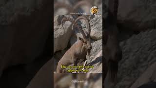 The Incredible Ibex Unveiling the Masters of the Mountain 😱😱 MountainMasters WildlifeWonders [upl. by Pappano93]