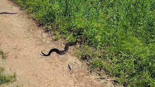 Big rattle snake in Bergoo Wv 62922 [upl. by Trask]