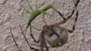 Grasshopper vs Spider バッタ ＶＳ くも [upl. by Ennylcaj]