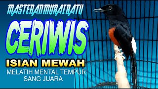 MURAI BATU CERIWIS ISIAN MEWAH CEPAT RESPON  masteran murai batu terbaik  shama bird [upl. by Dubenko]