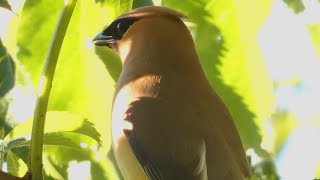 Cedar waxwing bird call  sound  whistle [upl. by Dygert]