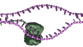 Homologydependent double strand break repair [upl. by Serica]