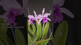 Cattleya lobata a gift from SVKLOrchids [upl. by Rehpitsirhc63]