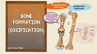 Ossification  Bone Formation  Histogenesis of Bone  Bone Histology  Embryology of the Skeleton [upl. by Ree]