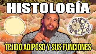 TEJIDO ADIPOSO Mucho más que una Reserva de Energía  Histología [upl. by Vanya]