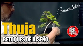 BONSAI THUJA 🌳 COMO PODAR Y PINZAR 🔴 ESTILO LITERATI 👍 [upl. by Enyedy]