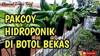 HIDROPONIK SEDERHANA SKALA RUMAHAN MUDAH DAN MURAH  PAKCOY HIDROPONIK DI BOTOL BEKAS [upl. by Amaerd]