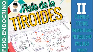 FISIOLOGÍA DE LA TIROIDES liberación efectos farmacología aplicación FISIOENDOCRINO 2 [upl. by Tabbitha]