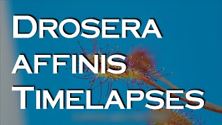 Timelapses with the sundew Drosera affinis [upl. by Phio163]